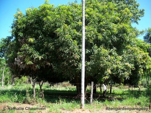 der vordere Mangobaum