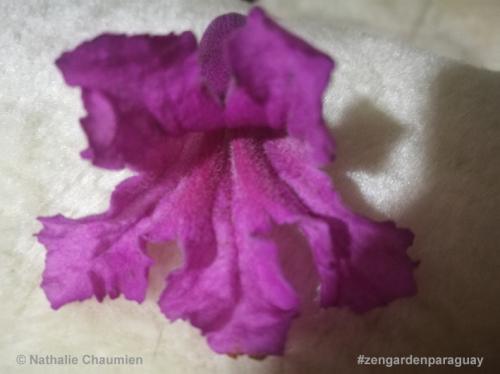 einzelne Blüte des Lapachos