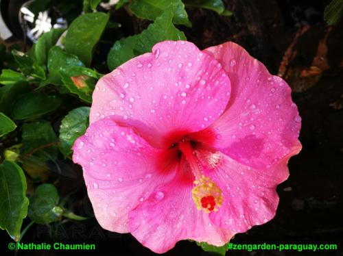 erste Hibiskusblüte - Zengarden Paraguay