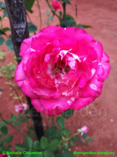 gefleckte Rose - Zengarden-Paraguay