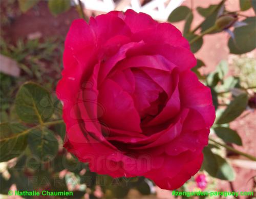 gefüllte Rose in Pink - Zengarden Paraguay