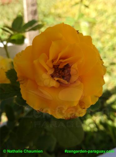 gelbfarbene Rose - Zengarden Paraguay