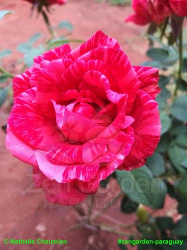 gemusterte Rose - Zengarden-Paraguay