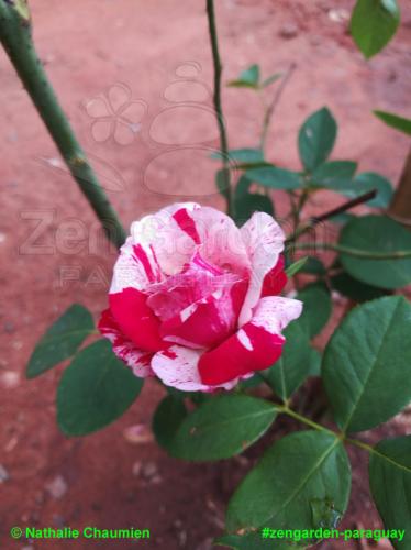 gesprengelte Rose - Zengarden Paraguay