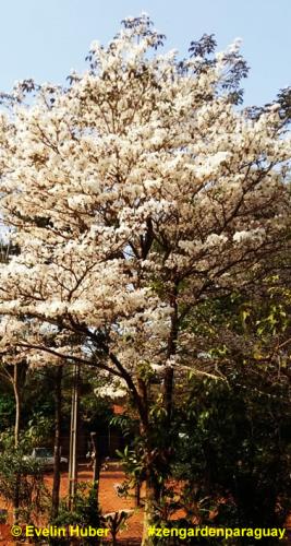 großer Lapacho mit weissen Blüten
