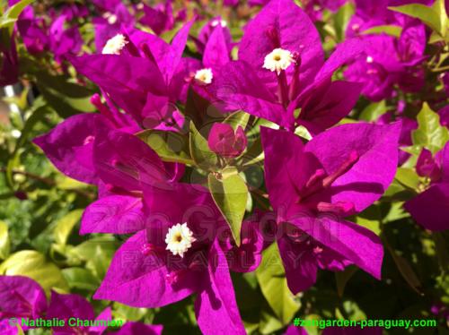 in voller Blüte - Bougainvillea - Zengarden Paraguay