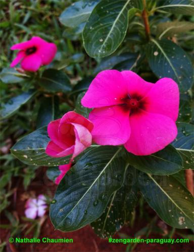 kleine Blume pink - Zengarden Paraguay