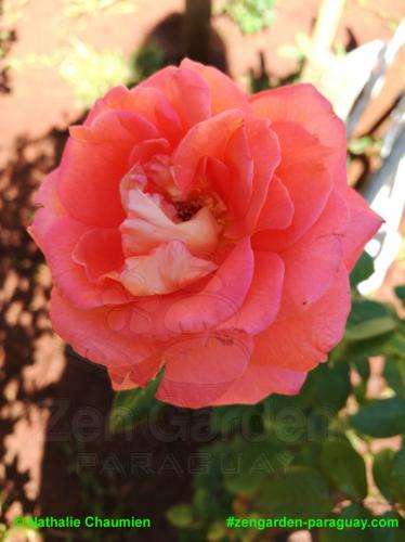lachsfarbene Rose - Zengarden Paraguay