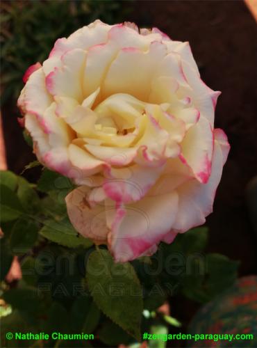 meisterhafte Rose - Zengarden Paraguay