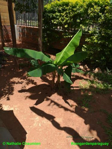 neue Sorte Bananen in Paraguay