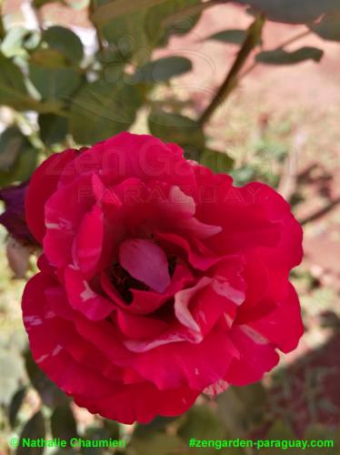 pink farbene Rose gesprengkelt - Zengarden Paraguay