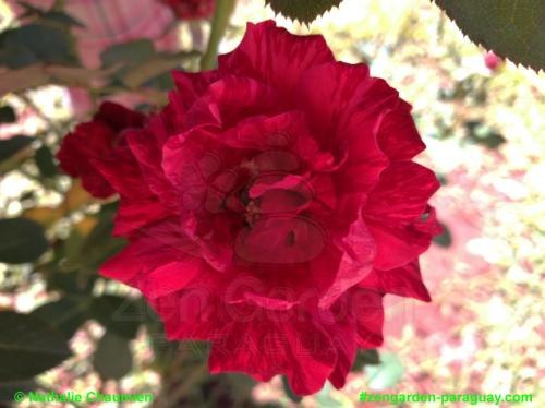 pink marmorierte Rose - Zengarden Paraguay