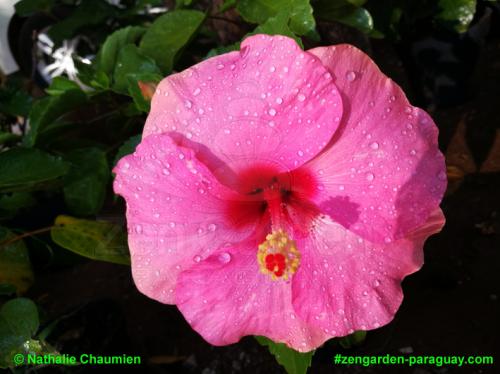 rosa Hibiskusblüte - Zengarden Paraguay