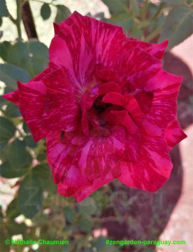 samtige Rose - Zengarden Paraguay