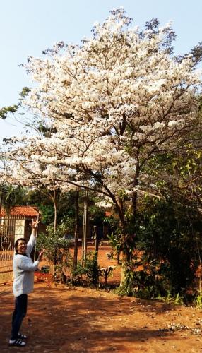 schöner Lapacho in weiß von Evelins Mama