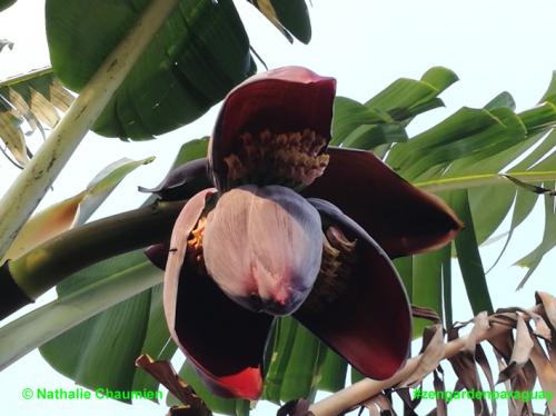 so entstehen Bananen in Paraguay