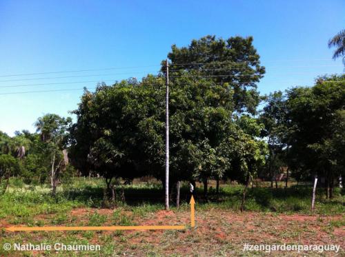 Unser Grundstück samt Mangobaum