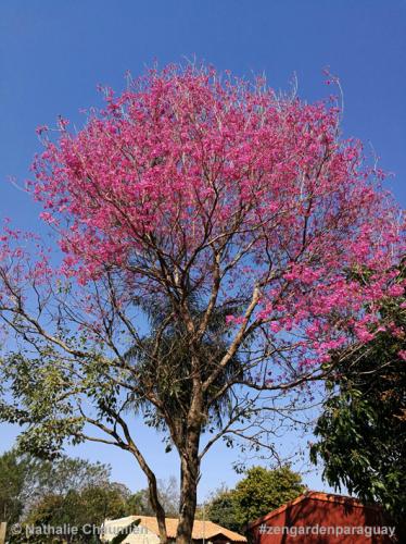 unser Lapacho in voller Blüte