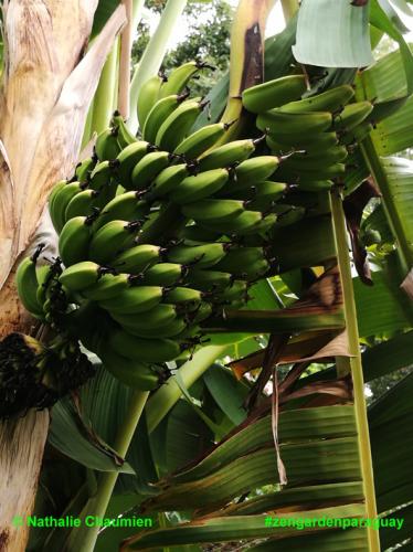 viele Bananen ernten in Paraguay