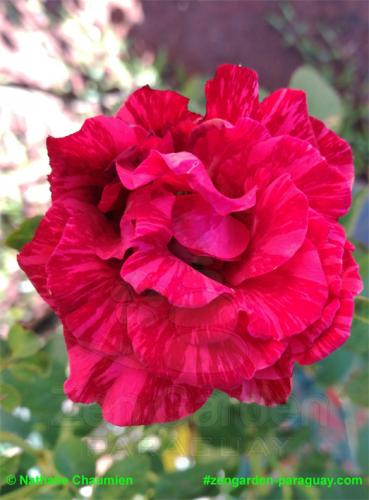 weinrot-pinkfarbene gefüllt Rose - Zengarden Paraguay