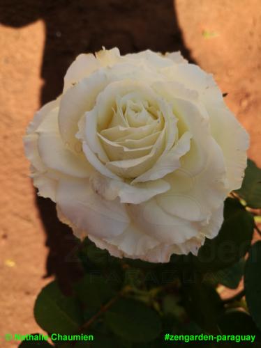 weiße Rose - Zengarden Paraguay