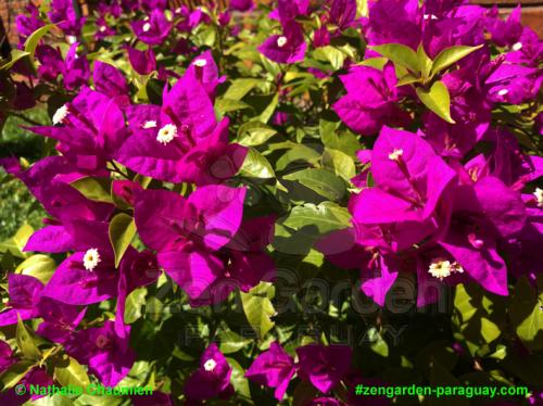 wunderschöner Bougainvillea - Zengarden Paraguay