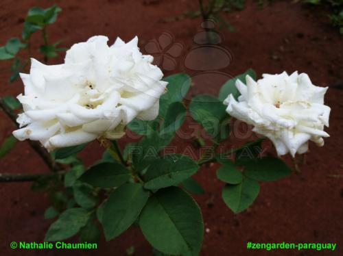 zwei weiße Rosen - Zengarden Paraguay
